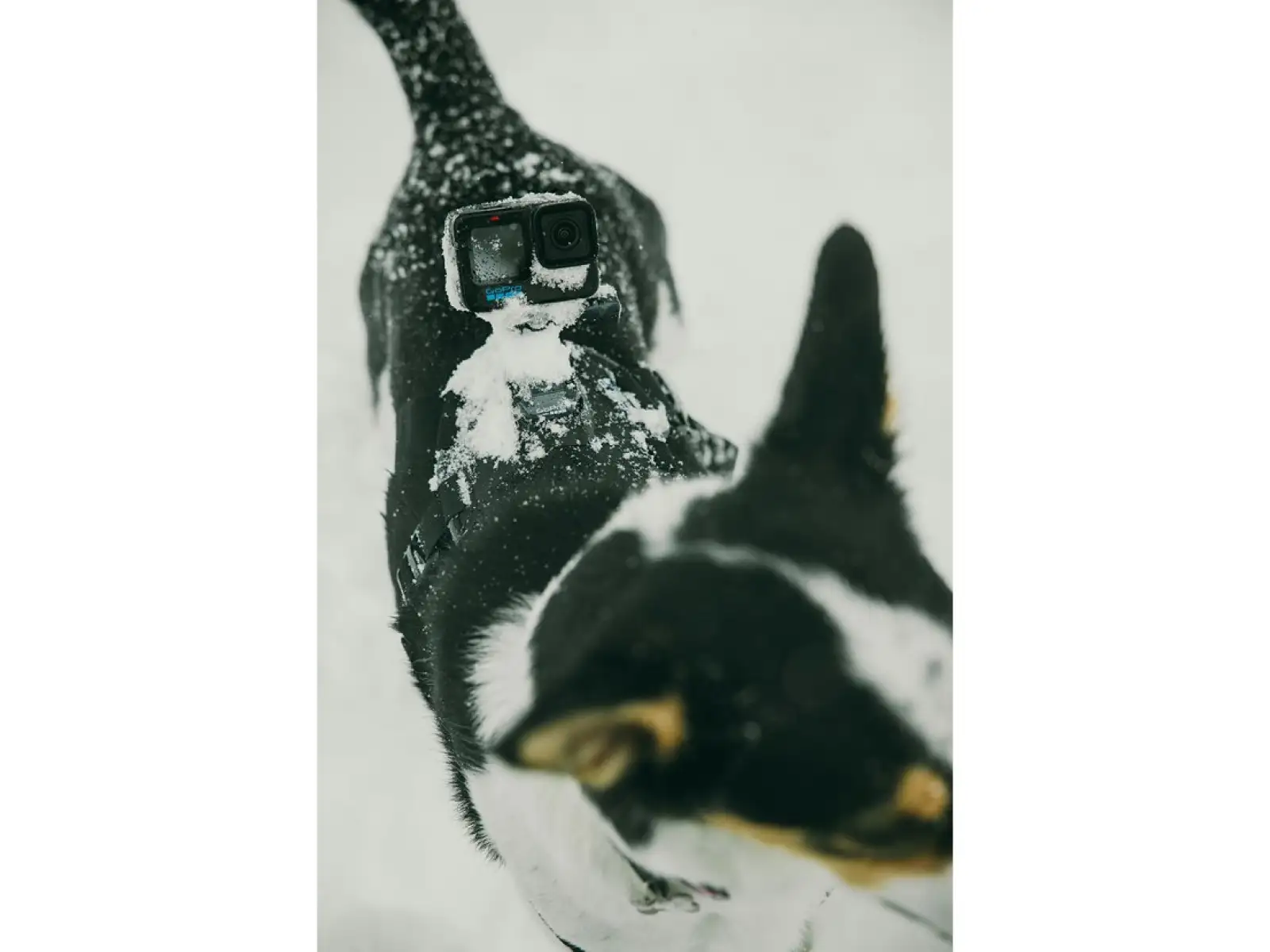 GoPro Dog Harness