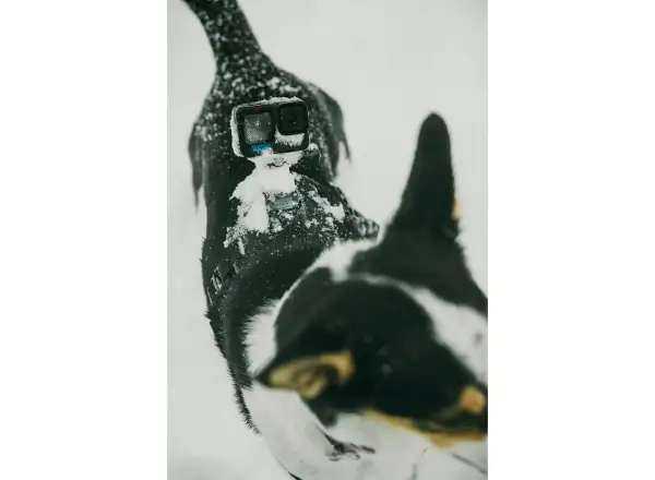 GoPro Dog Harness