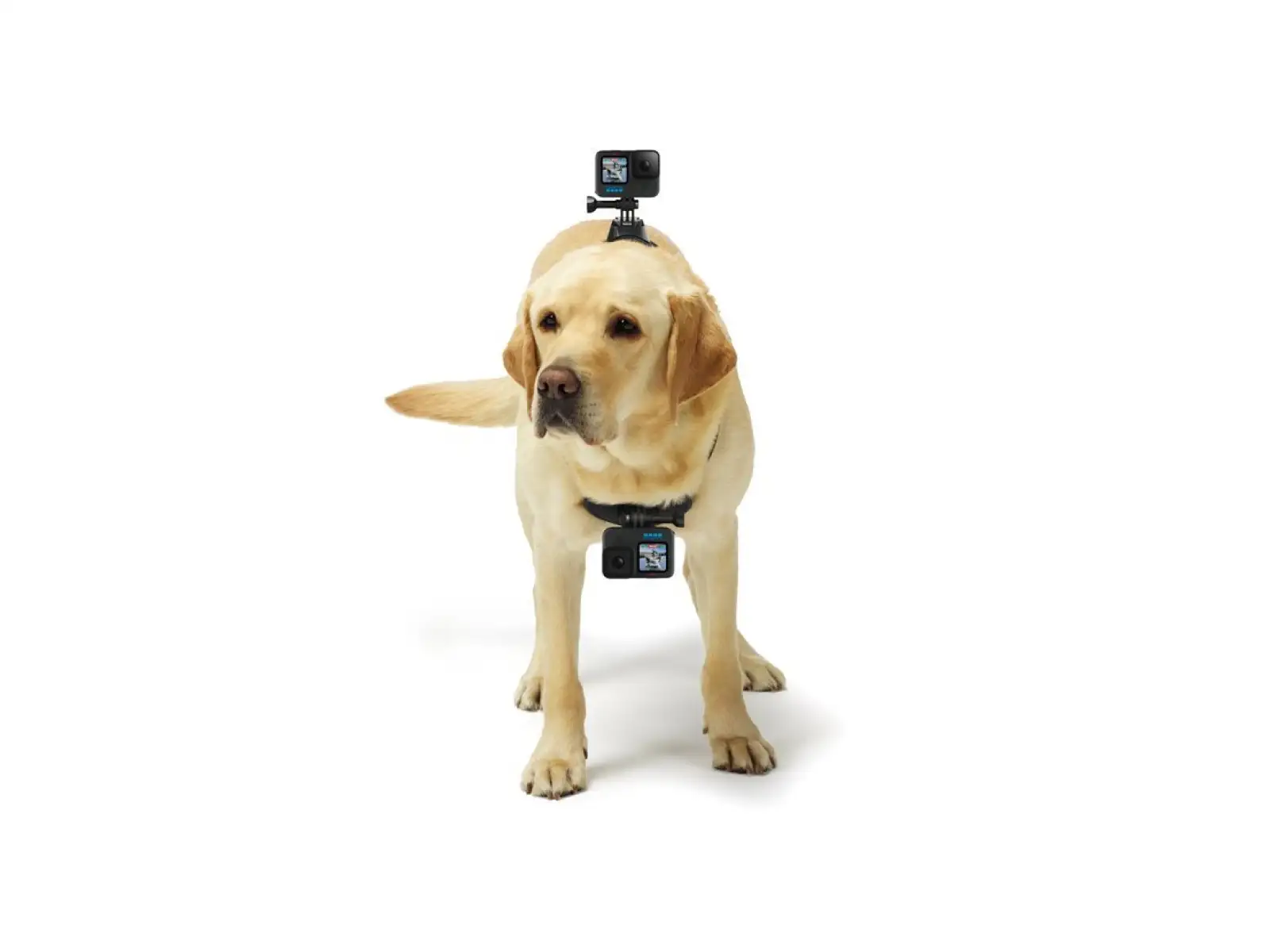 GoPro Dog Harness