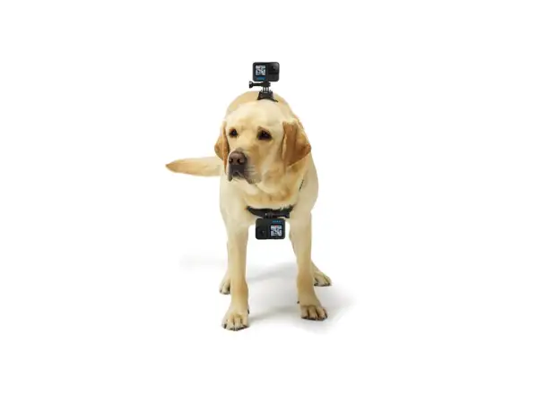GoPro Dog Harness