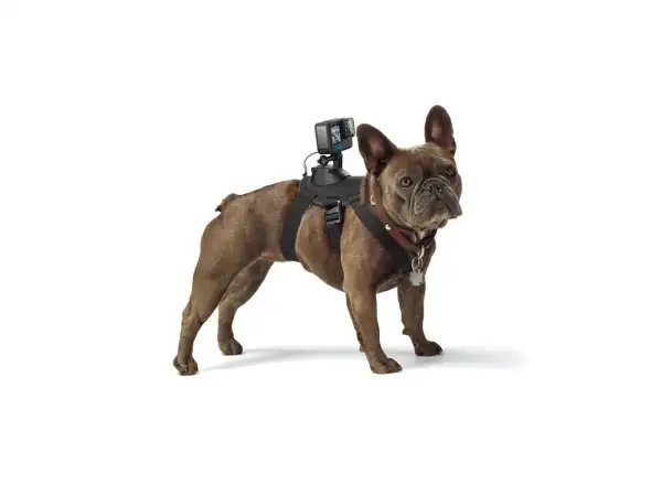 GoPro Dog Harness