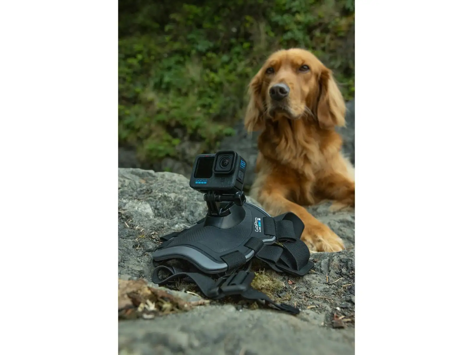 GoPro Dog Harness